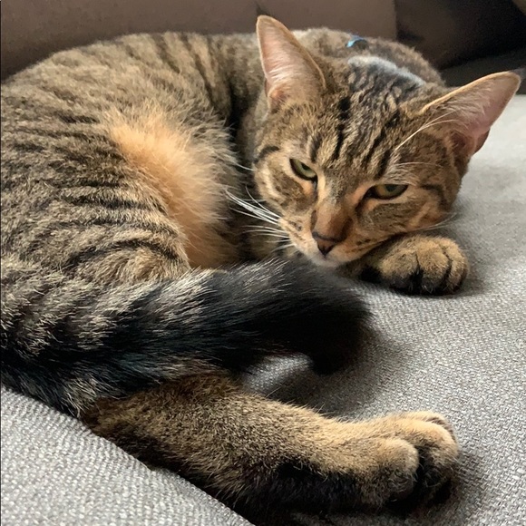 Meet your Posher, Sarah - Picture 1 of 1